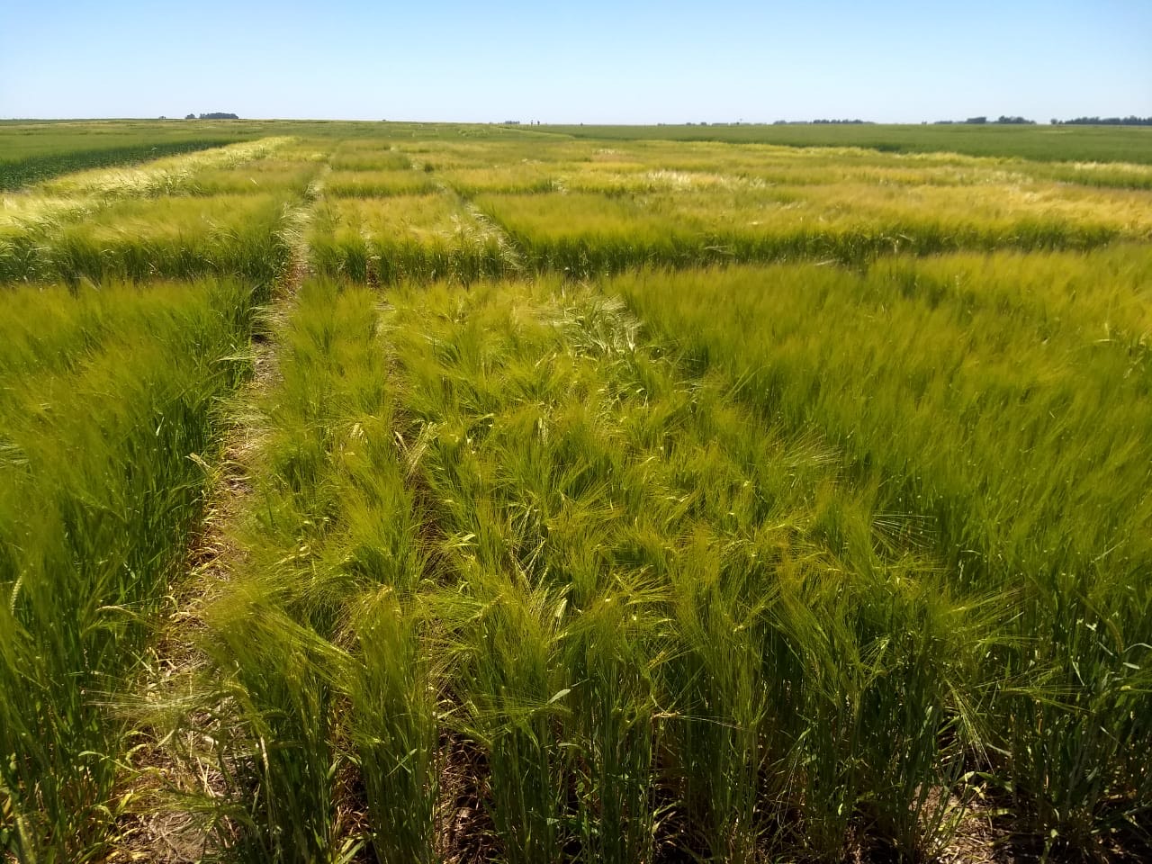 El INTA y Quilmes impulsan la producción de cebada agroecológica