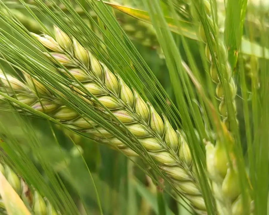 Cebada: espiga en el campo