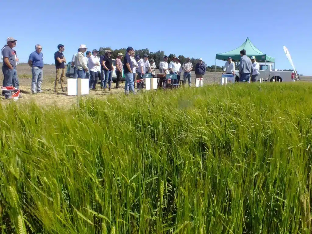 Jornada de Cebada - Orense 2024