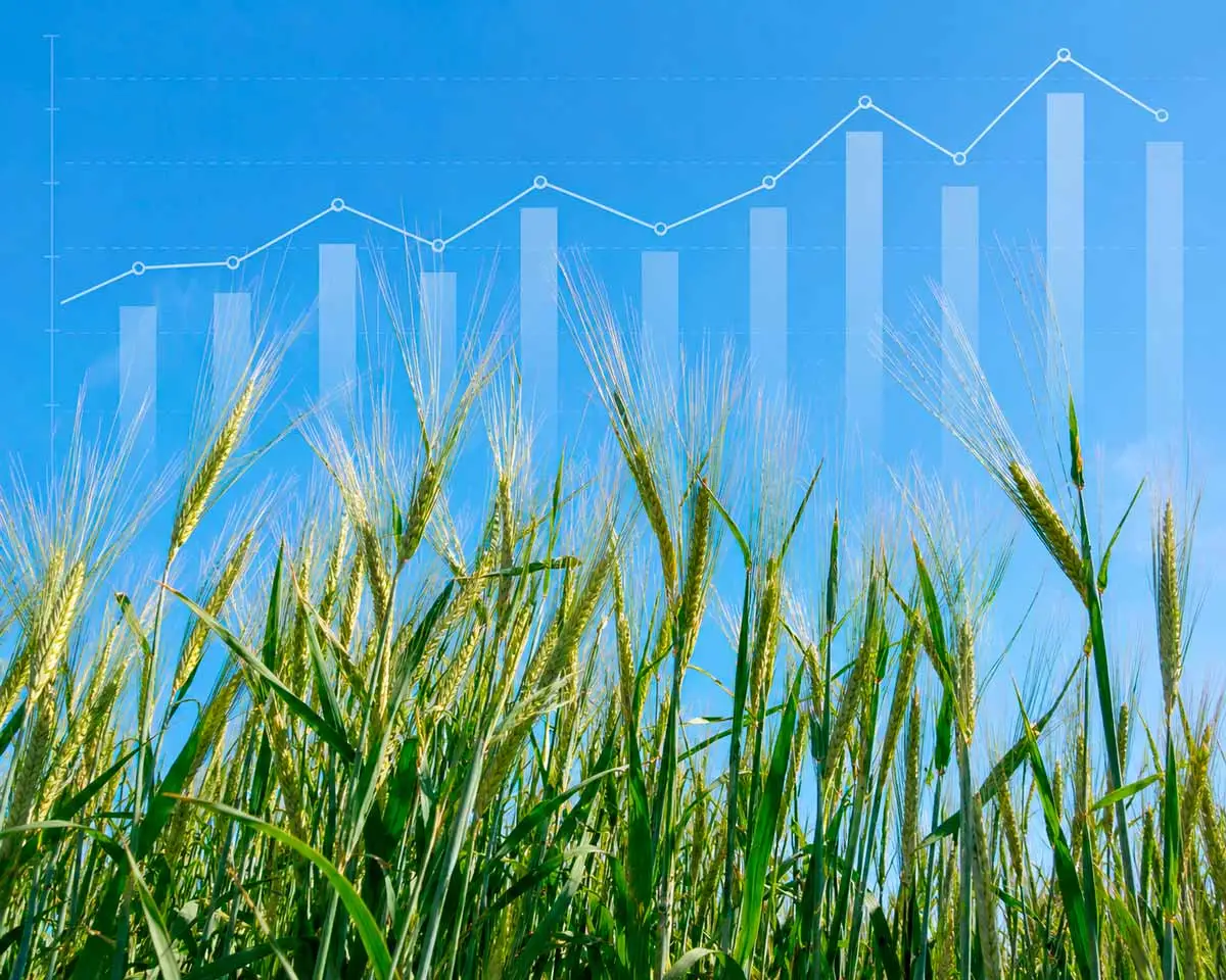 Producción y consumo mundial de Cebada