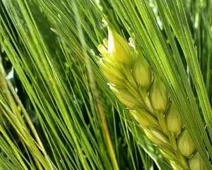 Producción de Cebada