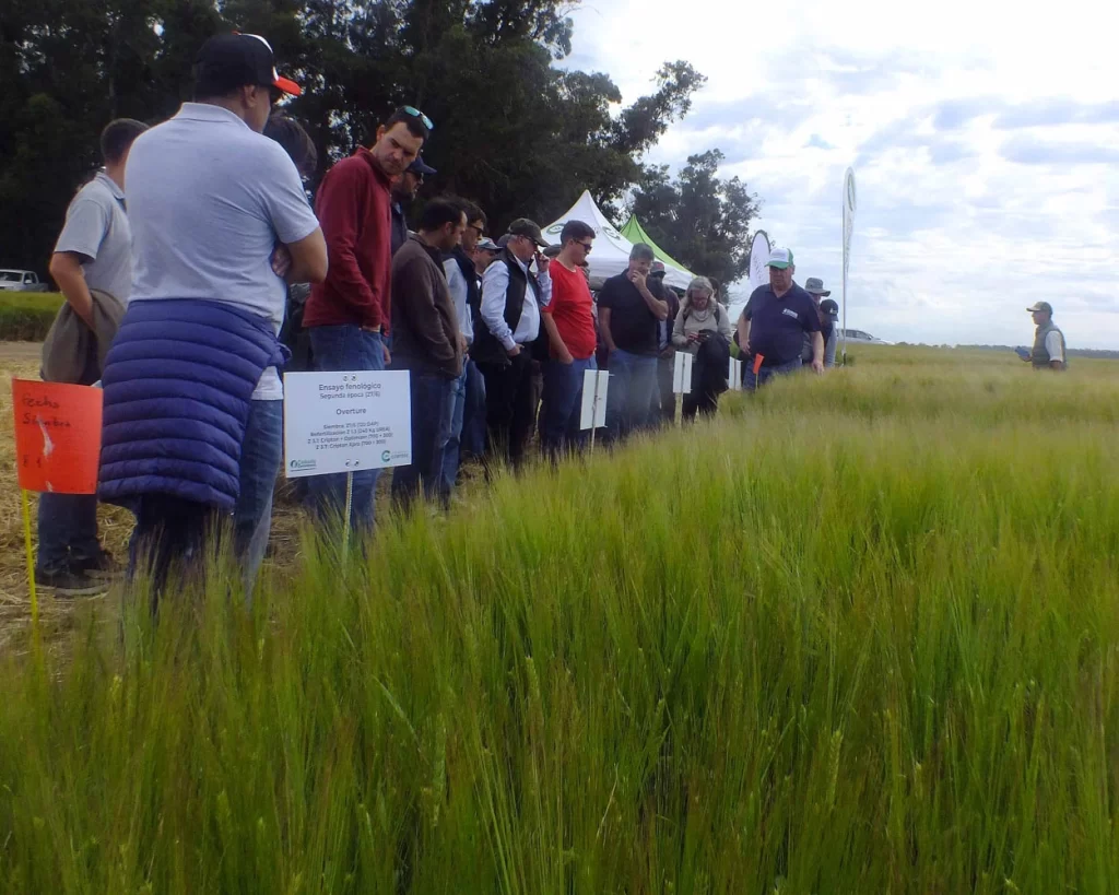 Jornada de Cebada - Orense - 2025