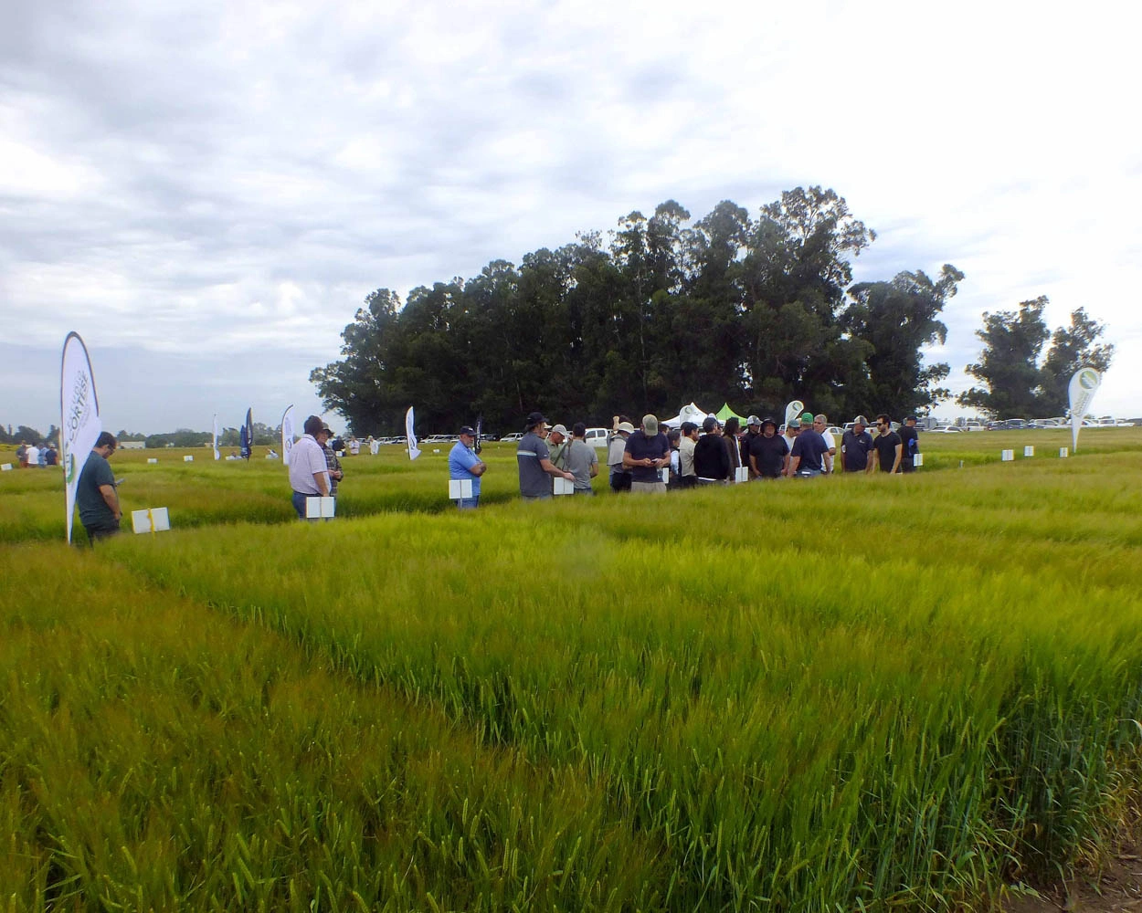 Jornada de Cebada - Orense - 2025