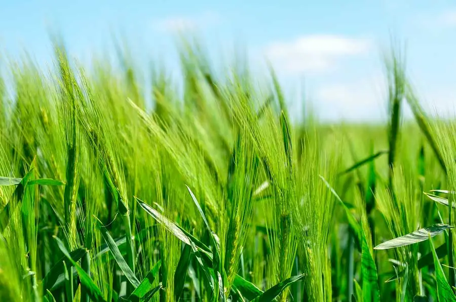 Cebada en crecimiento