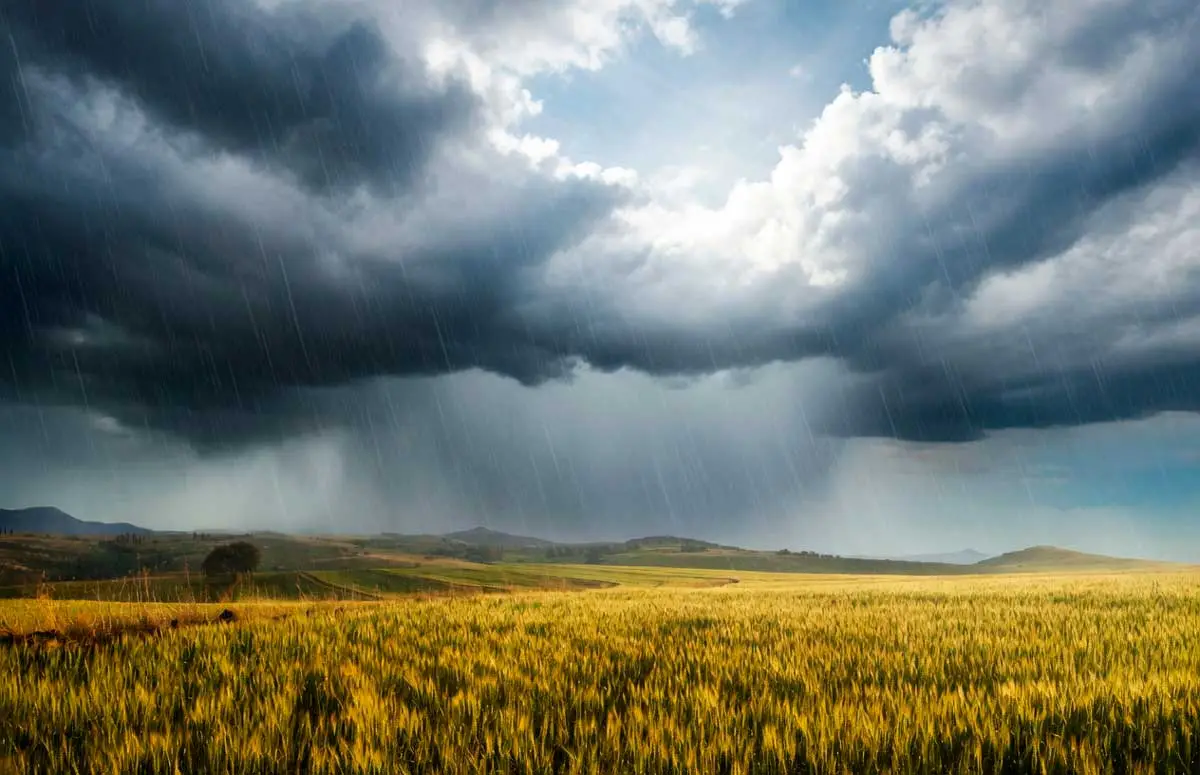 Clima - Lluvia sobre campo de cebada