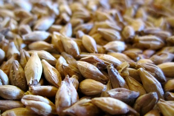 Producción de Cebada Cervecera y malta