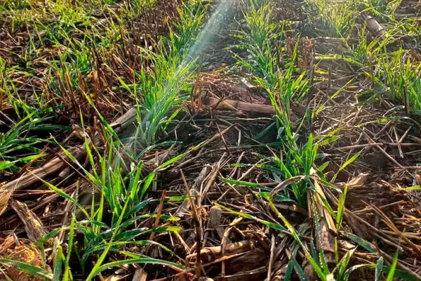 Refertilización y monitoreo, aspectos clave en Cebada