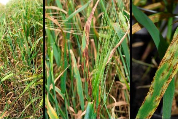 Cebada: confirmaron una multiresistencia de mancha en red