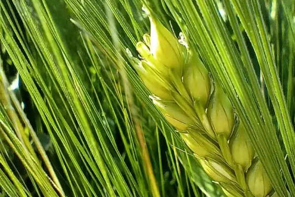 Producción de Cebada