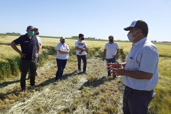 Excelente recorrida y análisis de variedades en la Jornada de Cebada 2020