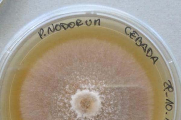 Parastagonospora nodorum: un patógeno re-emergente en trigo y ahora también en cebada