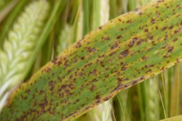 Advirtieron por resistencia de ramularia a estrobilurinas en Argentina