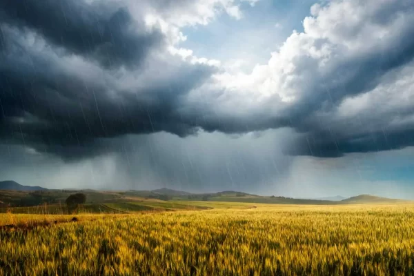 Clima - Lluvia sobre campo de cebada