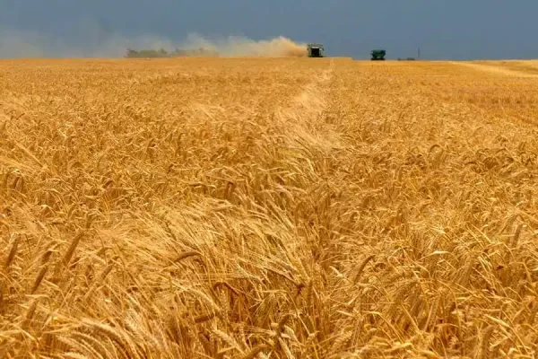 Cosecha de cebada - Argentina