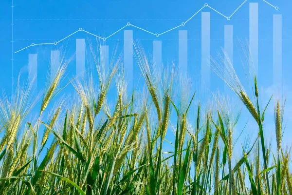 Producción y consumo mundial de Cebada