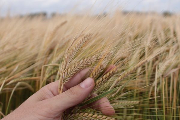 Producción y exportación de Cebada