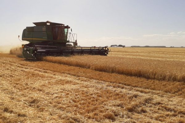 Cosecha de Cebada