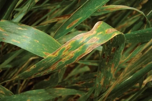 Enfermedades en trigo y cebada