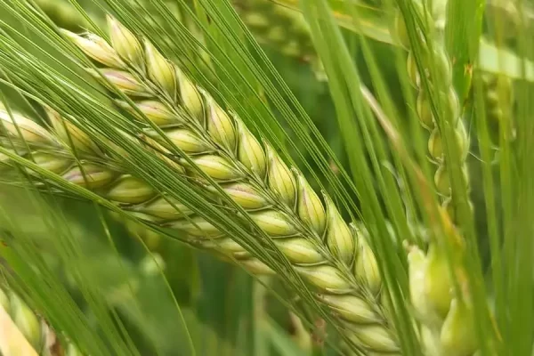 Cebada: espiga en el campo