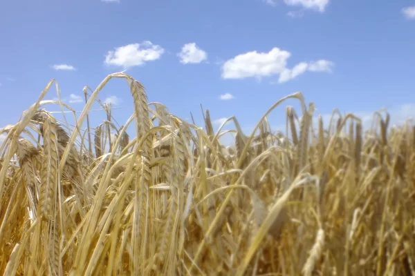 Cebada - Producción, comercialización y variedades