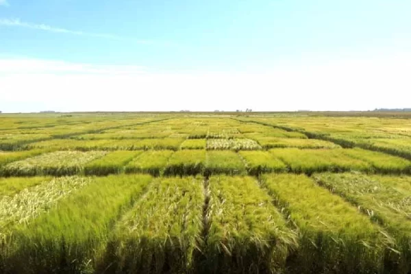 Resultados Red Nacional de Cebada Cervecera