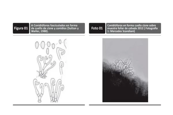 Sanidad - Cebada - Ramularia