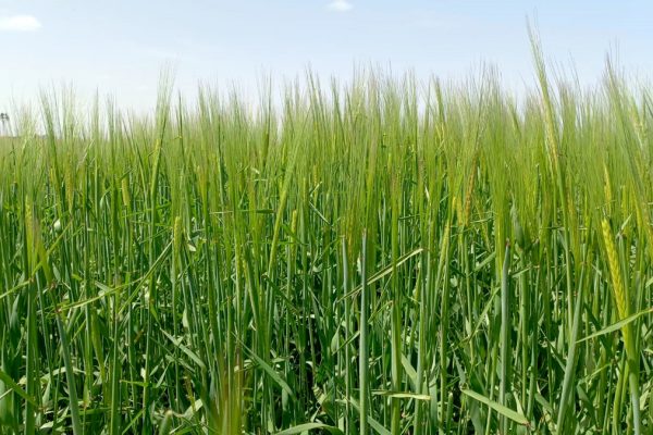 No demorar el monitoreo: clave para una mayor eficacia en Cebada